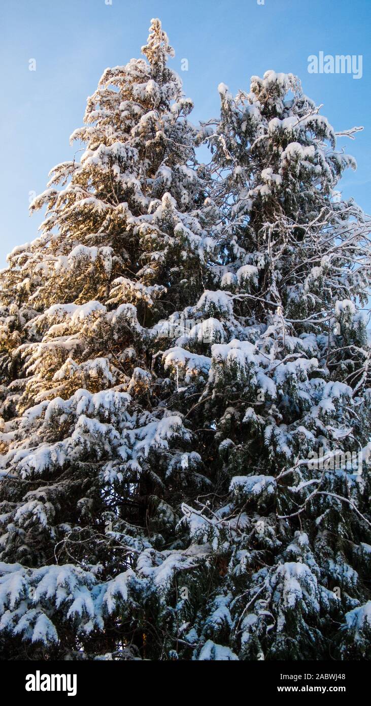 Verschneite scheinzypressen in der wintersonne Foto Stock