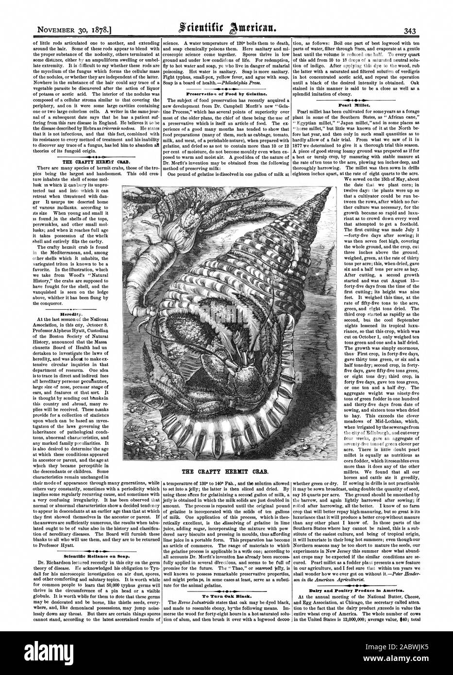 Il furbo HERZ1T granchio. Ereditarietà. Dipendenza scientifica su SOAP. Ho Preservatiog di cibo da gelatina. Il furbo granchio eremita. Per attivare Oak nero. Miglio di perla. Caseificio e produzione di pollame in America., Scientific American, 1878-11-30 Foto Stock