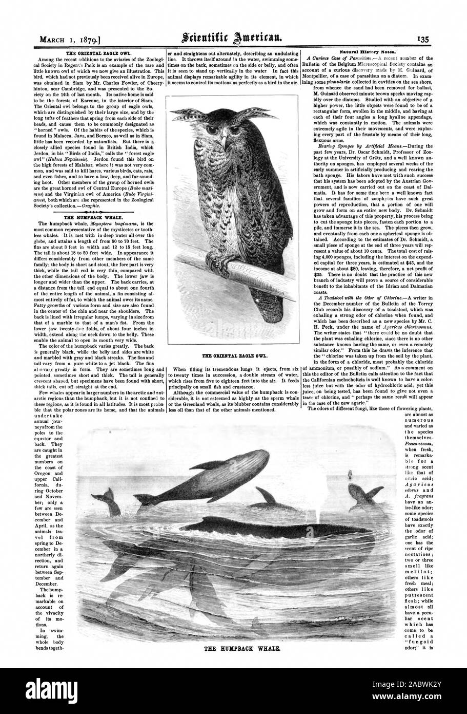 L'ORIENTAL gufo reale. Il Humpback Whale. zioni. linea. Esso si getta intorno alla piscina di acqua alcune volte sul retro a volte sul lato o pancia e spesso si vede ad alzarsi verticalmente in acqua. Infatti questo animale visualizza notevole agilità nel suo elemento in cui l'ORIENTAL gufo reale. Illatory naturale note. La balena HIJPBACK, Scientific American, 1879-03-01 Foto Stock