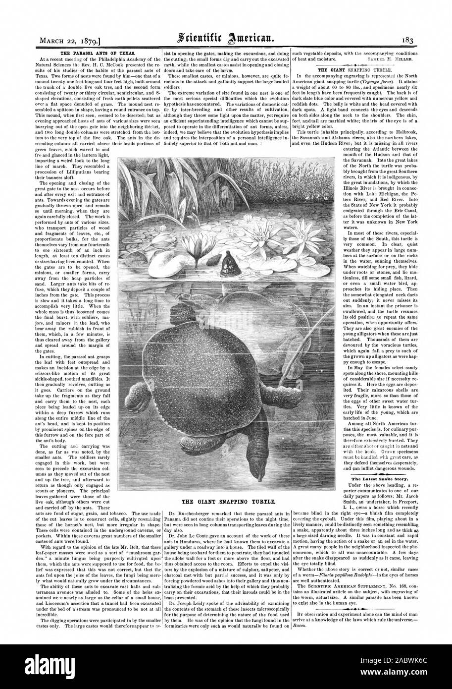 Marzo 22 18791 l'ombrellone formiche OP TEXAS. Il gigante lo scatto di tartaruga. Il gigante lo scatto di tartaruga. La più recente storia del serpente., Scientific American, 1879-03-22 Foto Stock