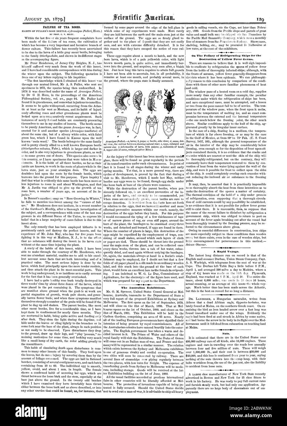 Guasto di Tea Rose. Dal PROF. O. V. Riley. La Australian mostre. Sulla fallacia di navi frigorifere per la distruzione di febbre gialla germi. Un rapido viaggio. I dadi., Scientific American, 1879-08-30 Foto Stock