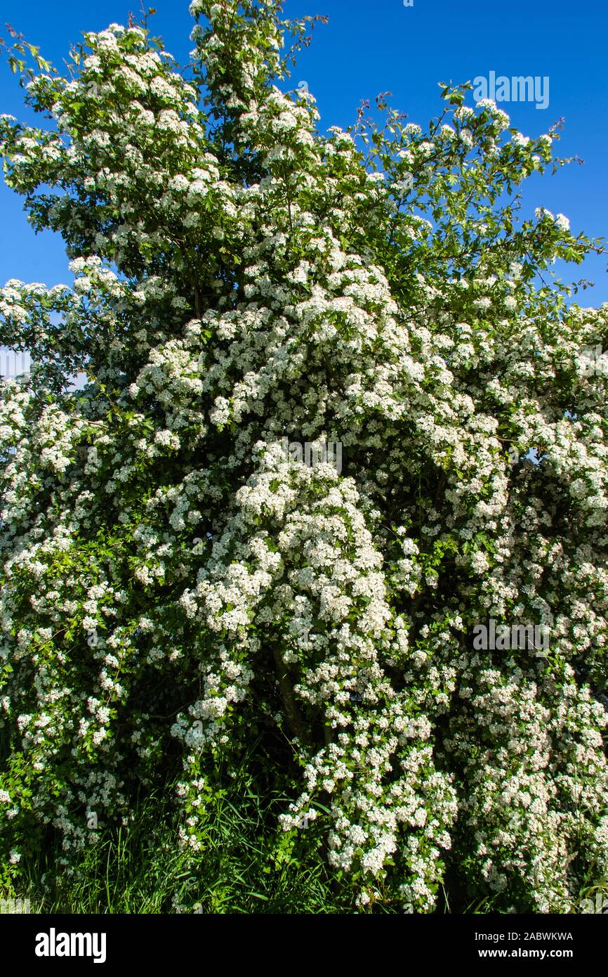 Bluehender weissdorn unter blauem fruehlingshimmel Foto Stock