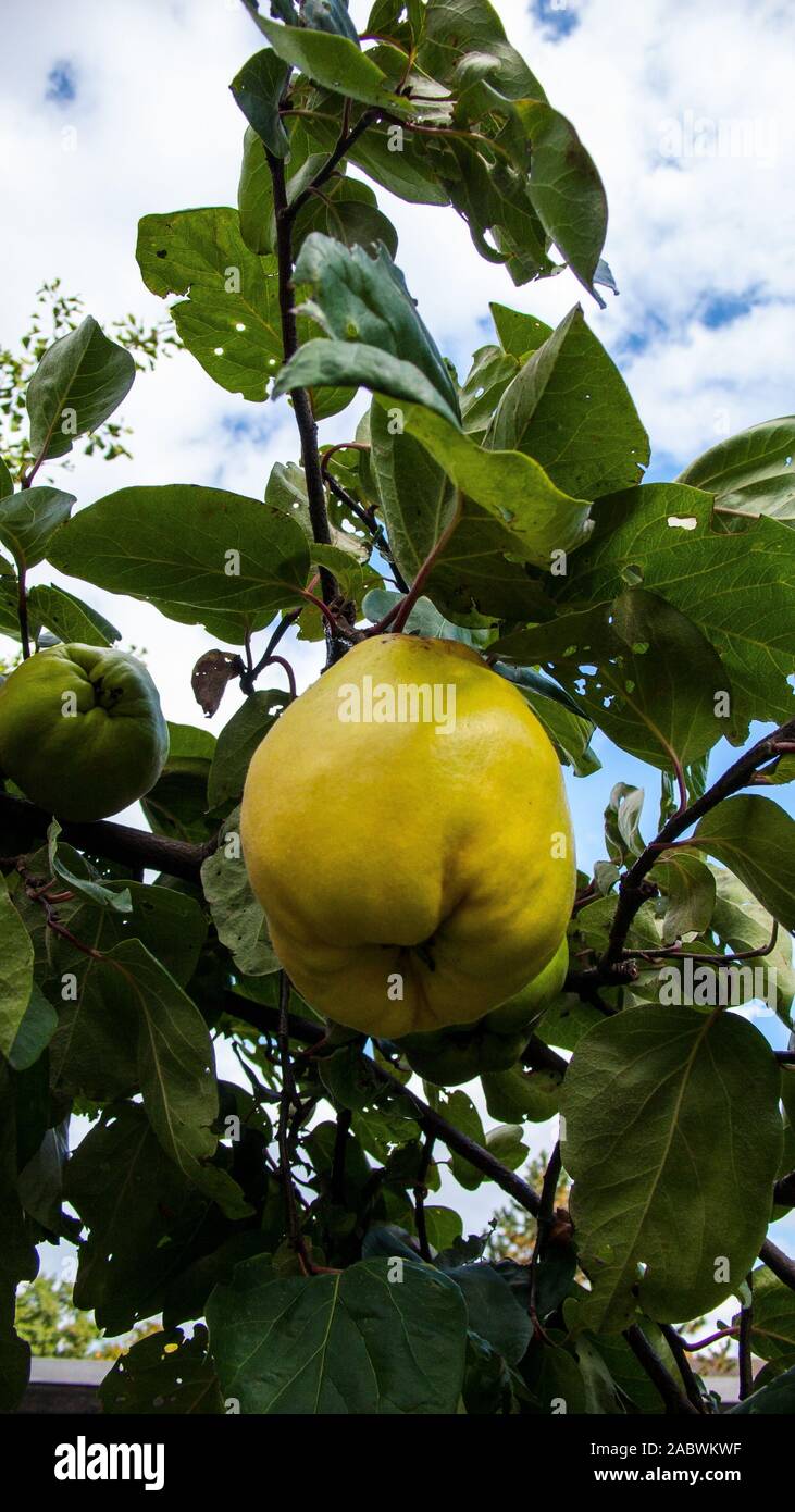 Gelbe quittenfrucht un einem ast Foto Stock