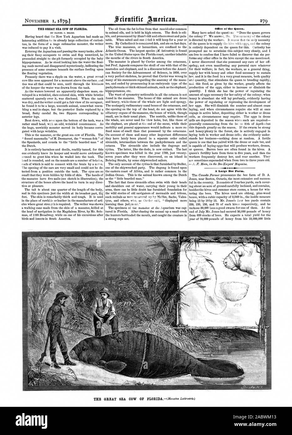 446 novembre ho 1879 Grande mucche di mare della Florida. Da DANIEL C. barba. Ufficio della regina. Una grande Fattoria api., Scientific American, 1879-11-01 Foto Stock