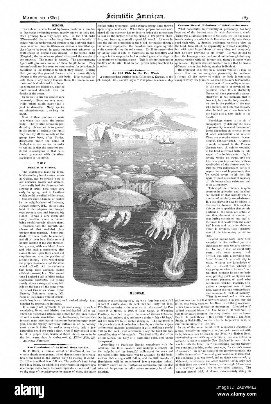 Fasci di di serpenti. La circolazione del sangue reso visibile. 45 curioso relazioni mentale di Stesso-coscienza., Scientific American, 1880-03-20 Foto Stock