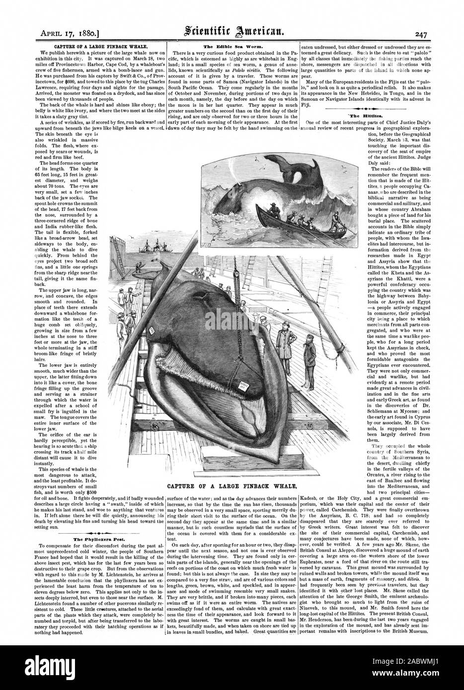 OP cattura una grande balena PINBACIE. La fillossera Pest. Cattura di una grande balena FINEACK Ittiti., Scientific American, 1880-04-17 Foto Stock