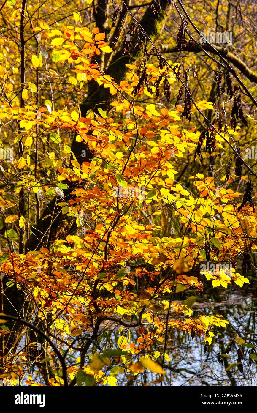 Junger buchenstrauch in herbstfarben Foto Stock