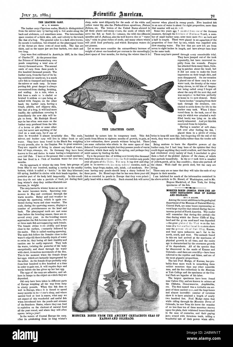 La carpa in pelle. MONSTER (ossa fossili) da .un ciente cretaceo mari del Kansas e Colorado. La carpa in pelle. MONSTER ossa dall'antica cretaceo Kansas e Colorado. Mari di, Scientific American, 1880-07-31 Foto Stock