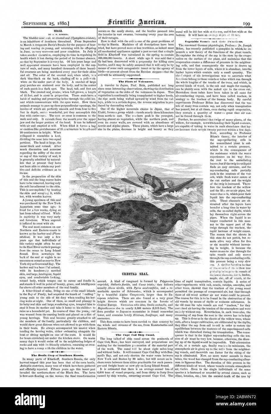 Ora le guarnizioni. Da A. W. BOBERTm. 4 La flora La flora dei vulcani. CRESTED GUARNIZIONE. Il Cape Cod Ship Canal. Navi vegetali e le loro funzioni., Scientific American, 1880-09-25 Foto Stock