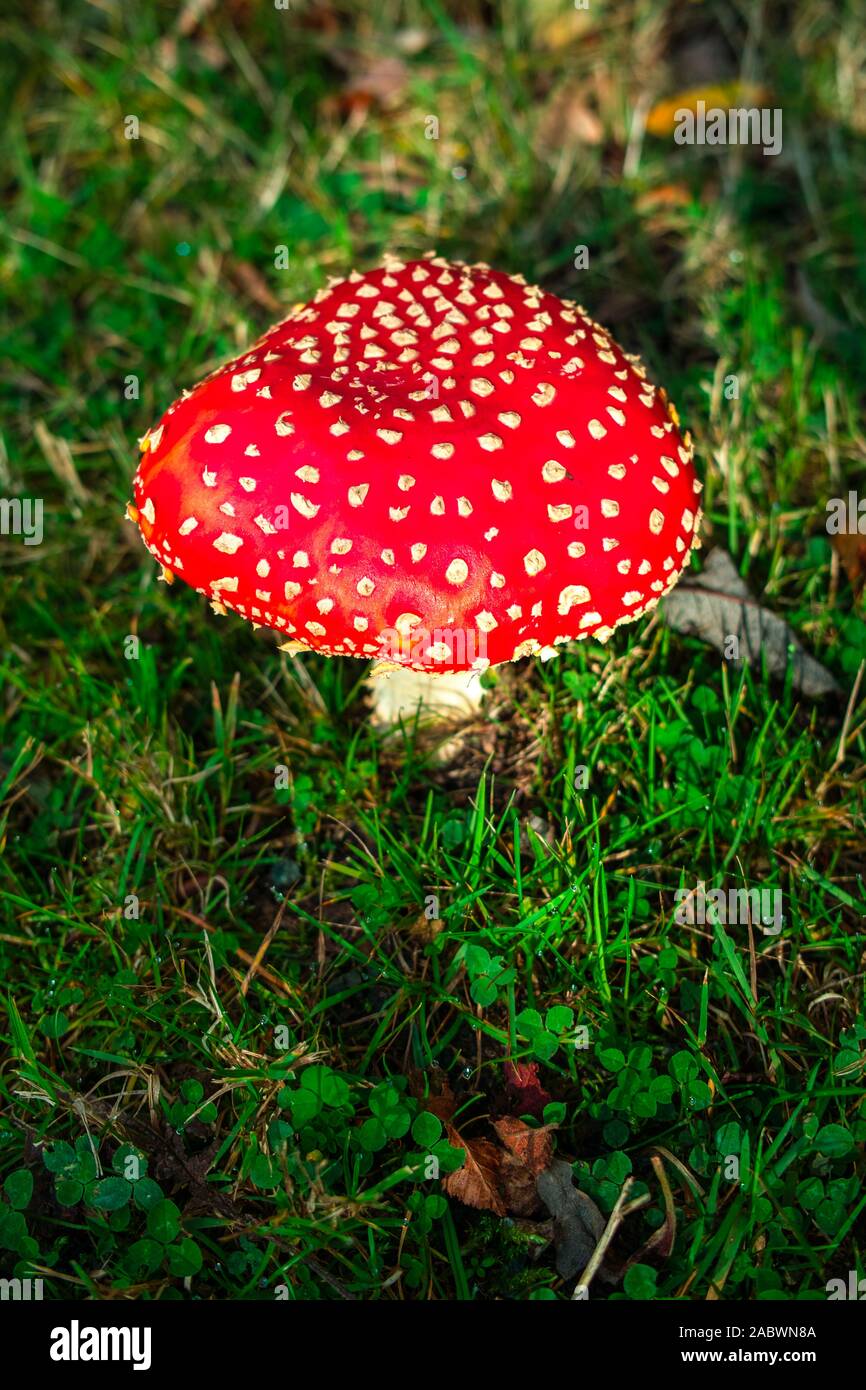 Fliegenpilz vor schirmentfaltung voller Foto Stock