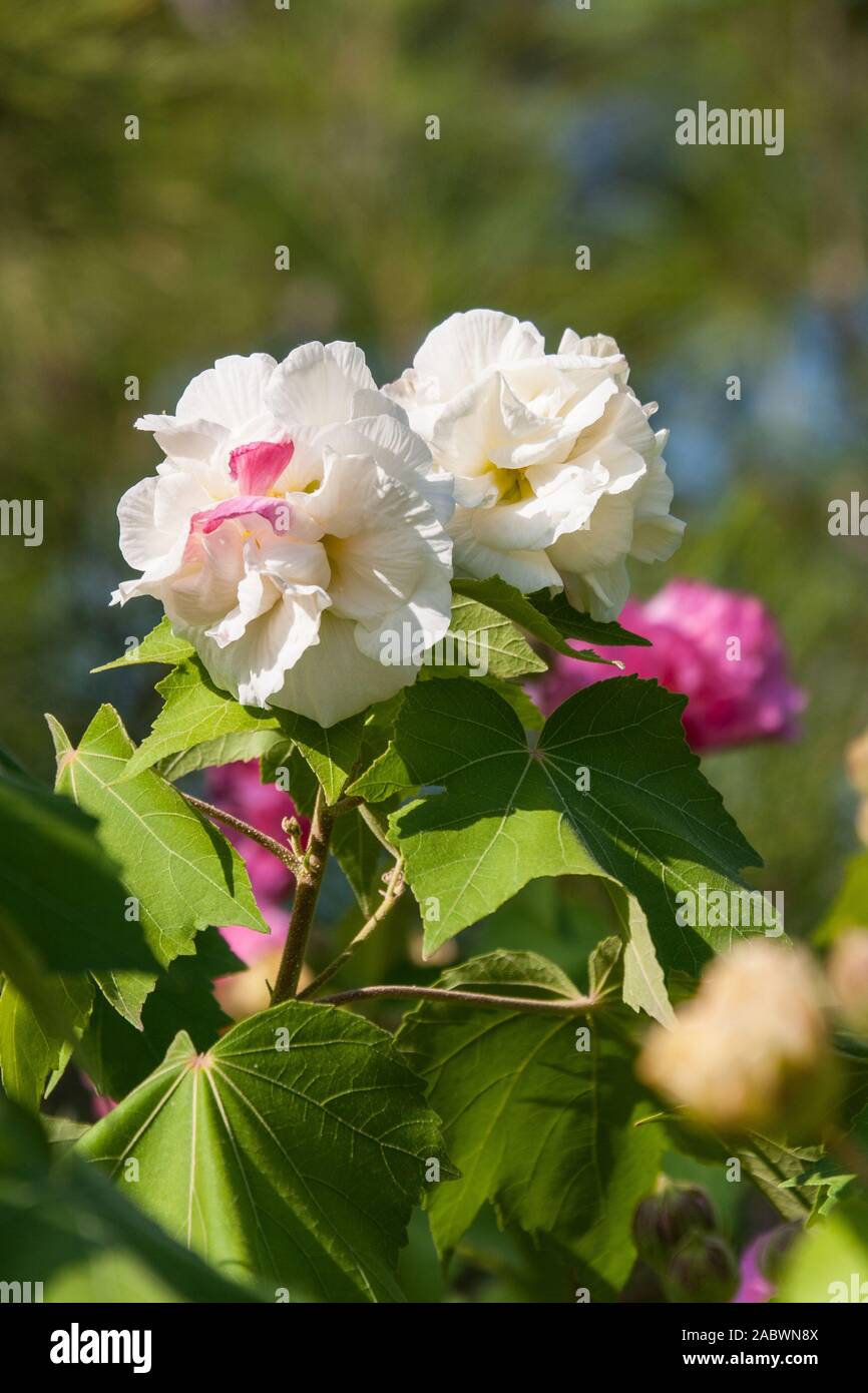 Die blueten des aus cina stammenden bis ueber 3m hoch werdenden baeumchens von hibiscus mutabilis oeffnen sich zunaechst in weiss, um ueber zartrosa Foto Stock