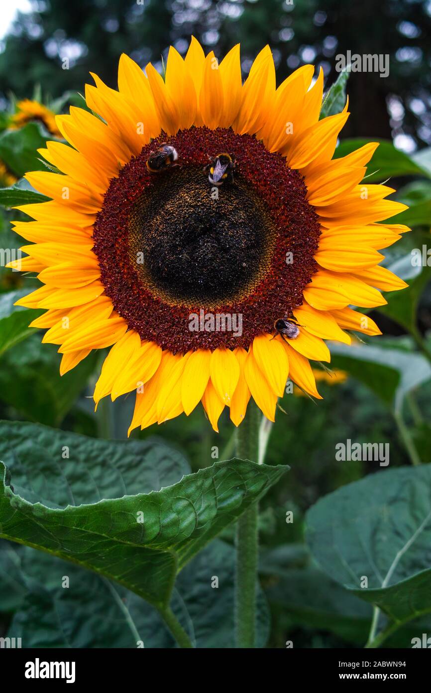 Voll erbluehte mit Sonnenblume hummelbesuch Foto Stock