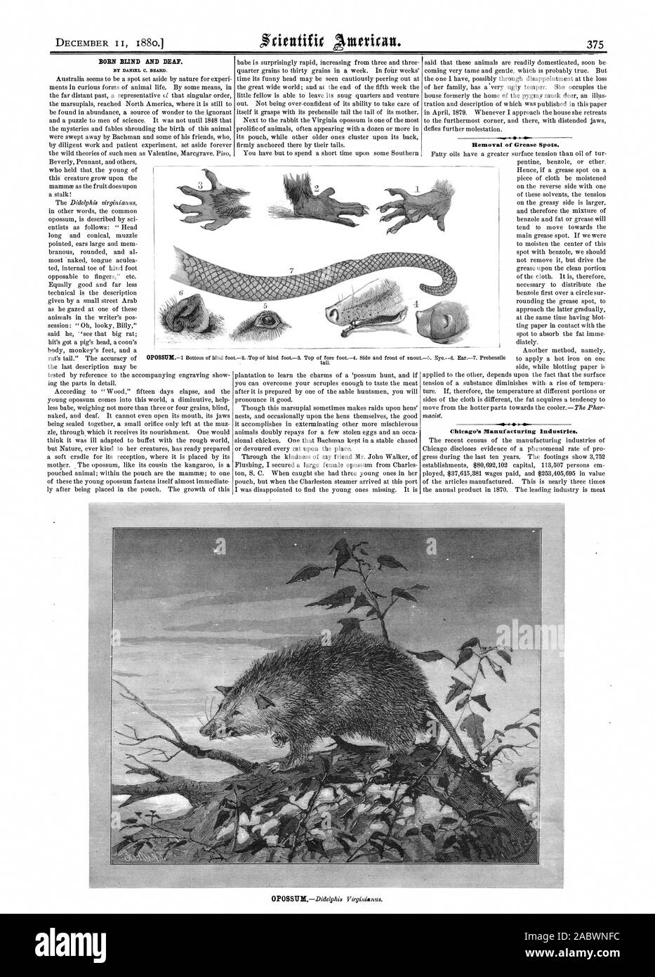 Nato cieco e sordo. Da DANIEL C. barba. Rimozione di macchie di grasso. Chicago's Industrie manifatturiere., Scientific American, 1880-12-11 Foto Stock