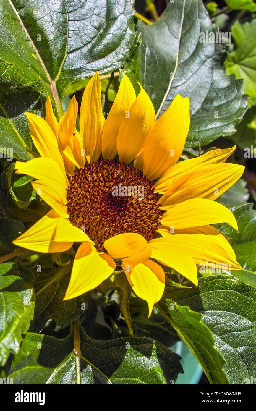 Sonnenblume, eine schmuck- und wirtschaftspflanze gleichermassen Foto Stock