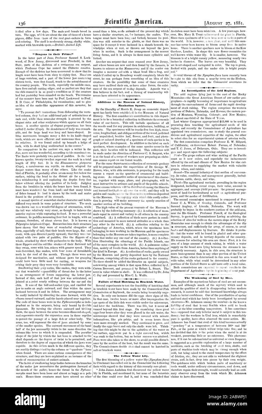 Aggiunte al Museo di Storia Naturale di piazza di Manhattan. Fannie di cova Shad in acqua salmastra. Il Giallo giglio d'acqua. Un'indagine di regioni aride. L'indebolimento di acciaio mediante calore., Scientific American, 1881-08-27 Foto Stock