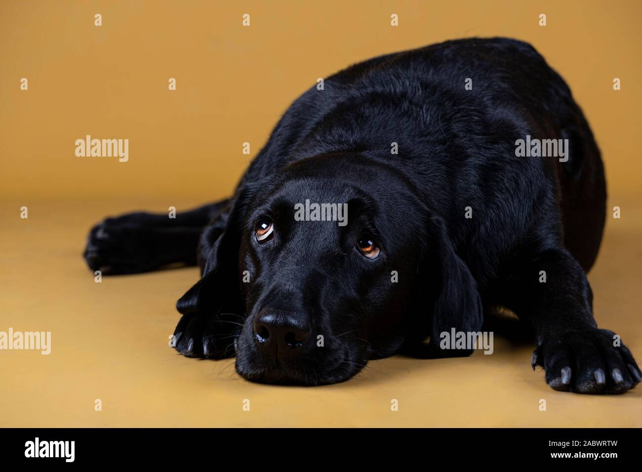 Il labrador nero cane sdraiato sul pavimento cercando triste Foto Stock