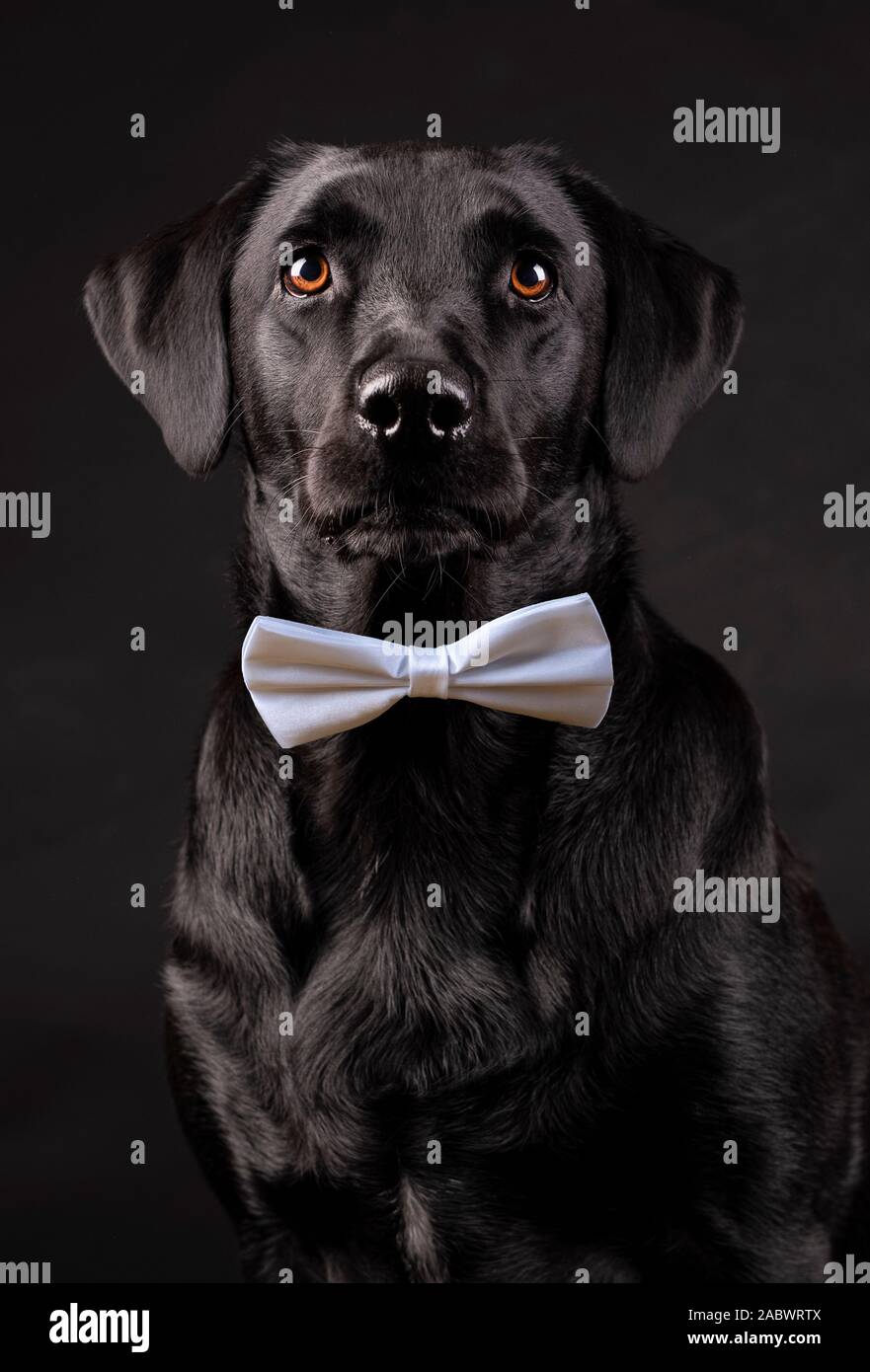 Il labrador nero cane con occhi arancio con il filtro bow tie su sfondo nero  Foto stock - Alamy
