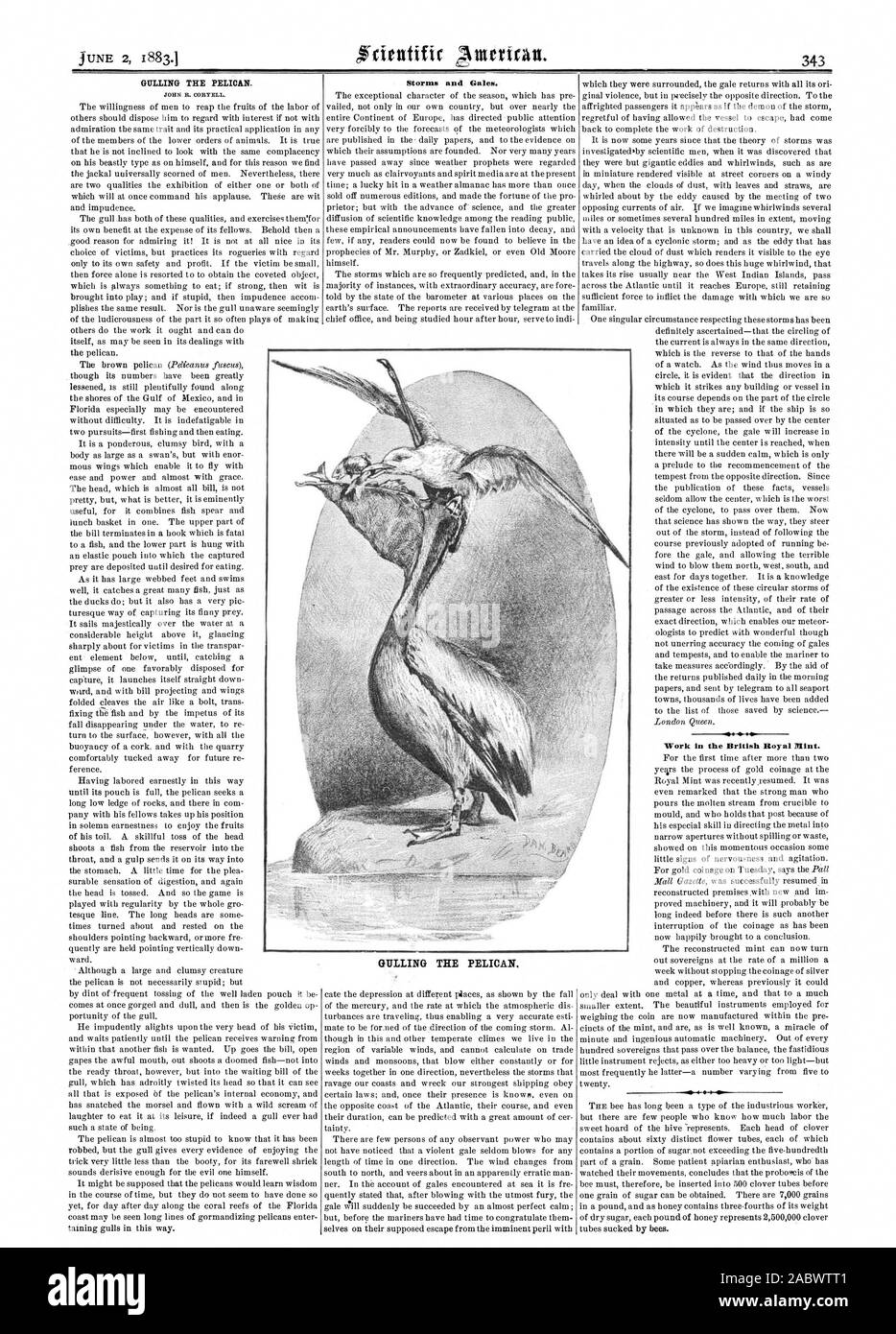 JOHN R. OORYELL. Le tempeste e le tempeste. GULLING il pellicano. Lavorare in British Royal Mint., Scientific American, 1883-06-02 Foto Stock