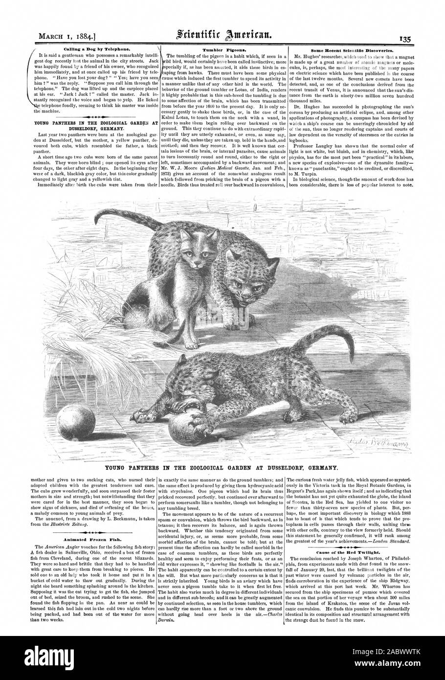 Chiamata di un cane per telefono. Giovani pantere nel giardino zoologico a Dusseldorf Germania. Tumbler piccioni. Alcune recenti scoperte scientifiche. Giovani pantere nel giardino zoologico a Dusseldorf Germania. Animated pesci congelati. Cause del crepuscolo rosso., Scientific American, 1884-03-01 Foto Stock