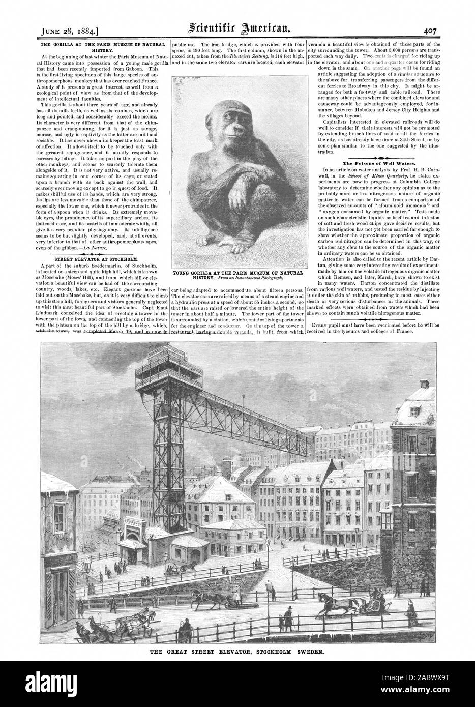 Il GORILLA PRESSO IL MUSEO DI STORIA NATURALE DI PARIGI. STREET ascensore a Stoccolma. Giovani GORILLA A PARIGI, AL MUSEO DI naturale i veleni di Ben acque. La Grande strada ascensore Stoccolma SVEZIA., Scientific American, 1884-06-28 Foto Stock
