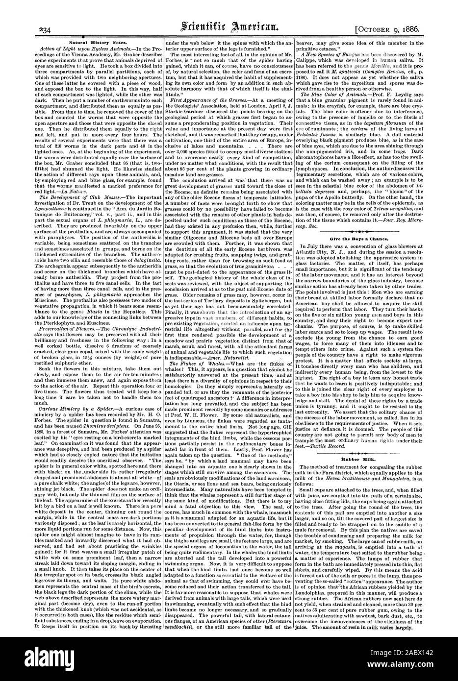 Storia naturale note. Dare ai ragazzi la possibilità. Latte in gomma., Scientific American, 1886-10-11 Foto Stock