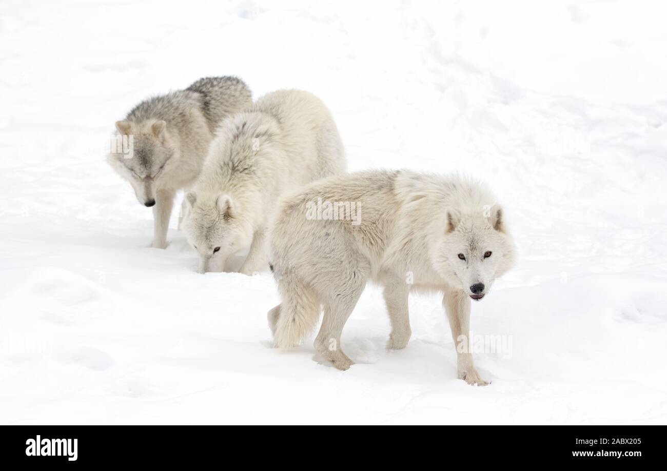 Arctic lupi isolati su sfondo bianco in piedi nella neve invernale in Canada Foto Stock