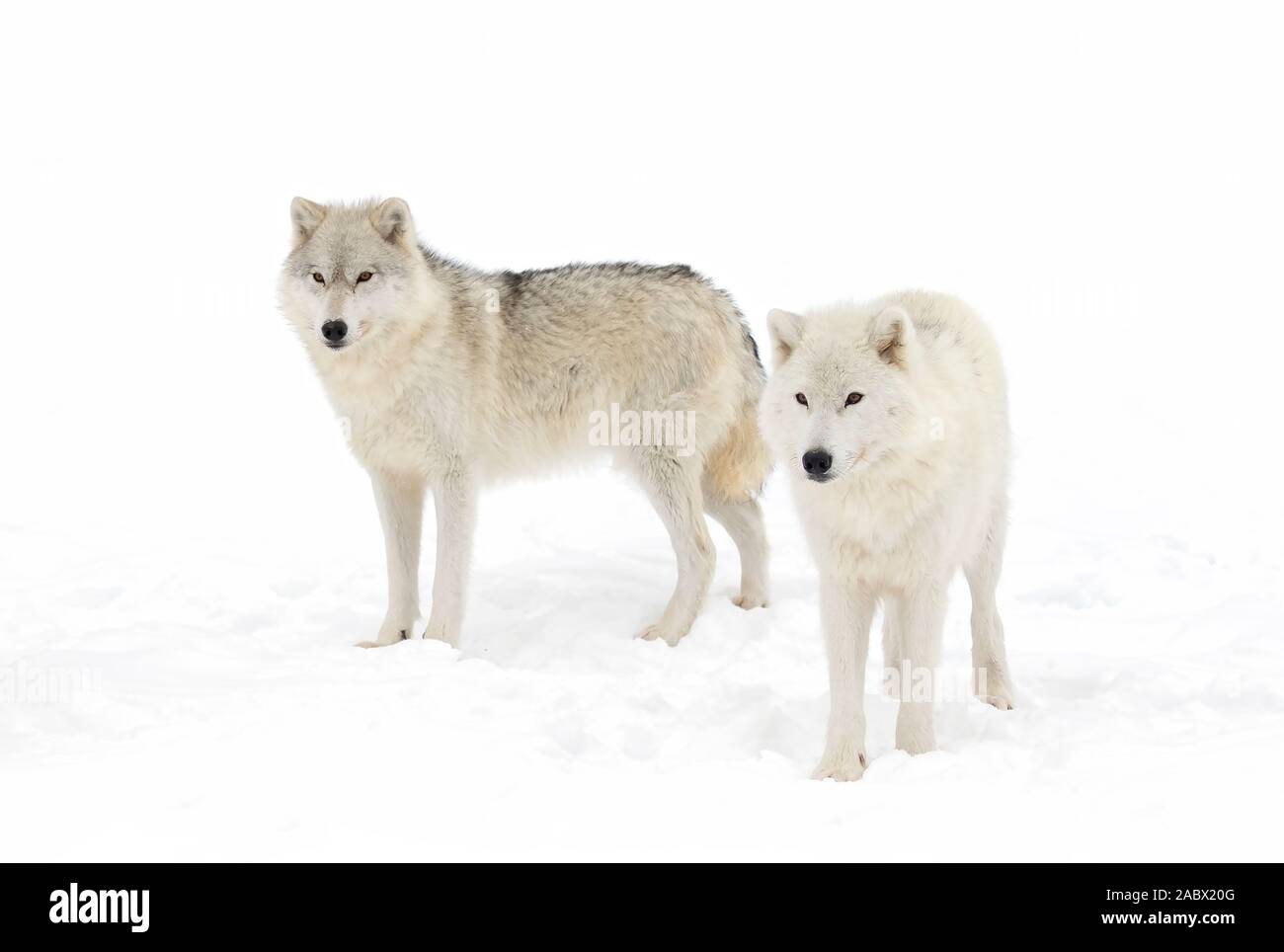 Arctic lupi isolati su sfondo bianco in piedi nella neve invernale in Canada Foto Stock