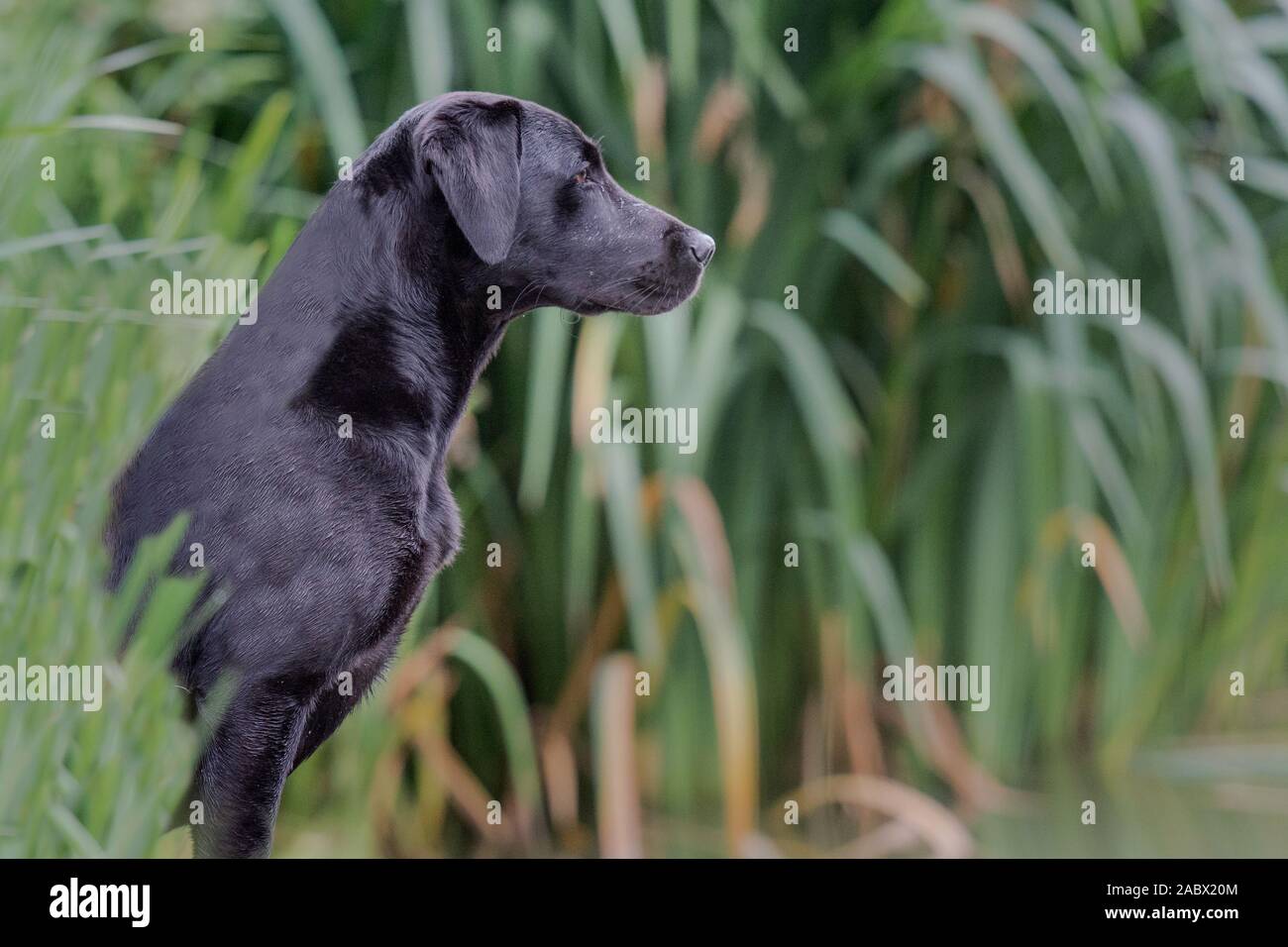 Il profilo laterale di nero Labrador seduto tra ance Foto Stock