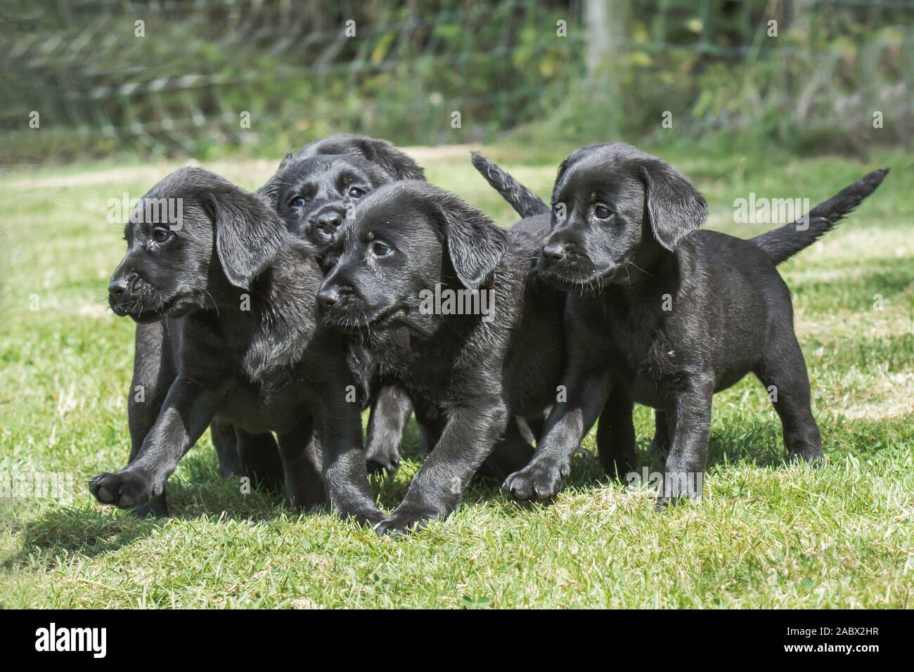 Una cucciolata di labrador cuccioli Foto Stock