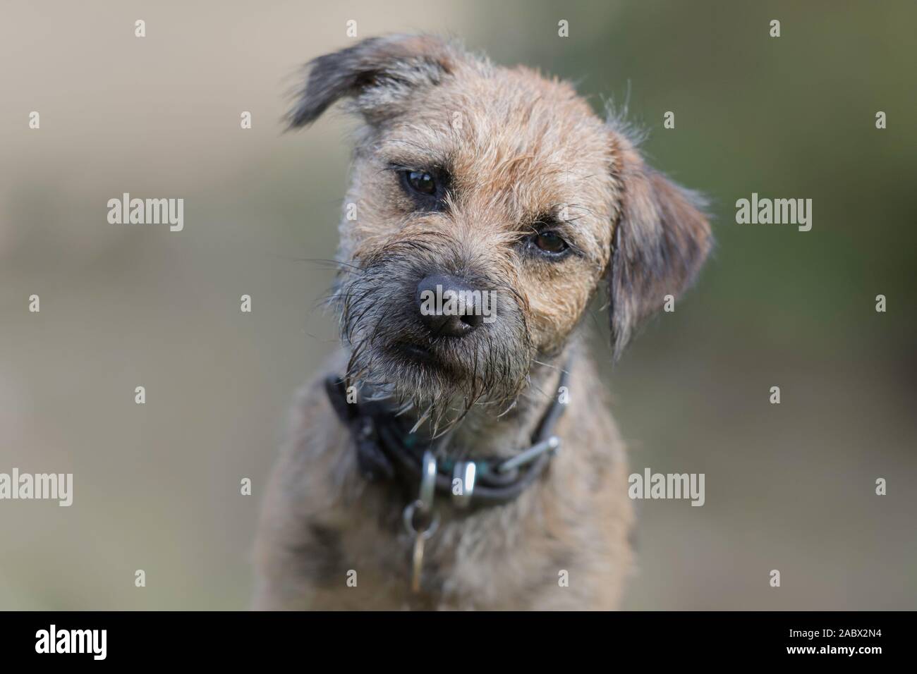testa inclinabile con bordo terrier che guarda la telecamera Foto Stock testa inclinabile con bordo terrier che guarda la telecamera Foto Stock