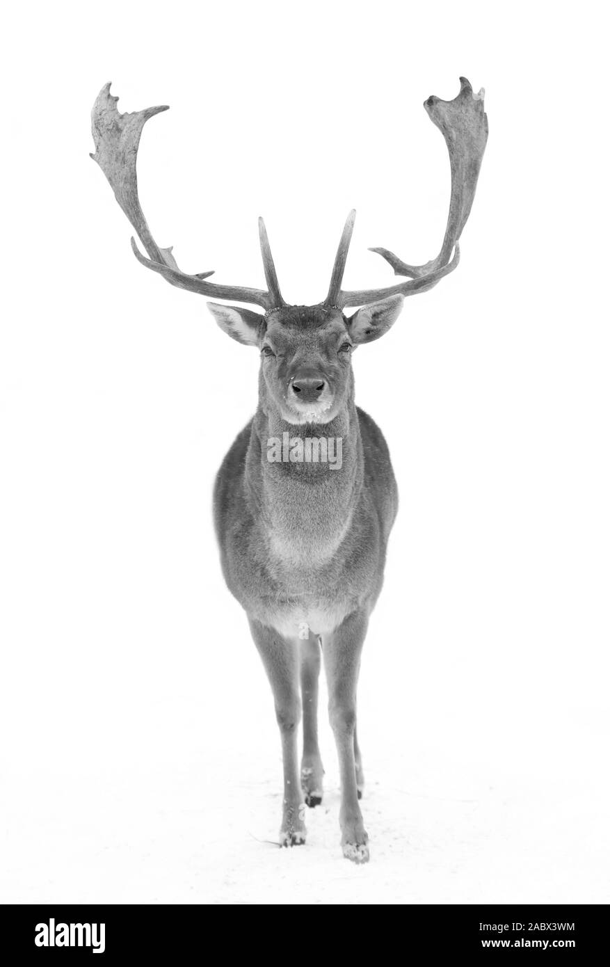 Daini (Dama Dama) in bianco e nero con grandi corna isolati su sfondo bianco a piedi attraverso la neve invernale in Canada Foto Stock