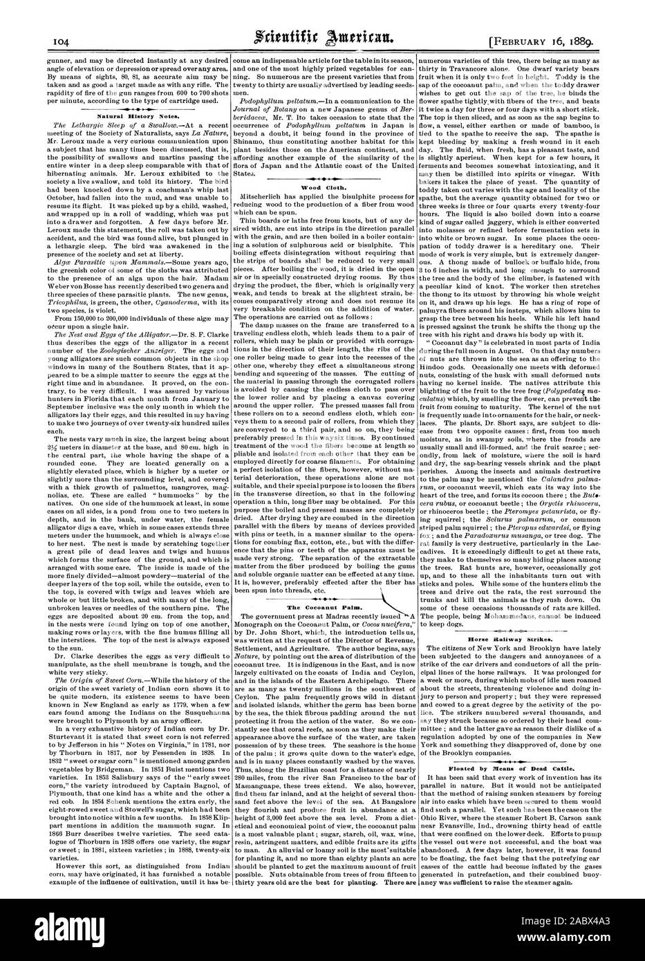Storia naturale note. Panno di legno. Il Cocoanut Palm. Horse scioperi ferroviari. Galleggiare a mezzo di bovini morti., Scientific American, 1889-02-16 Foto Stock