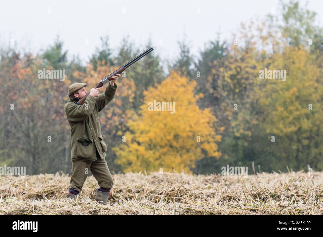 pheasant sparare all'inizio dell'autunno Foto Stock