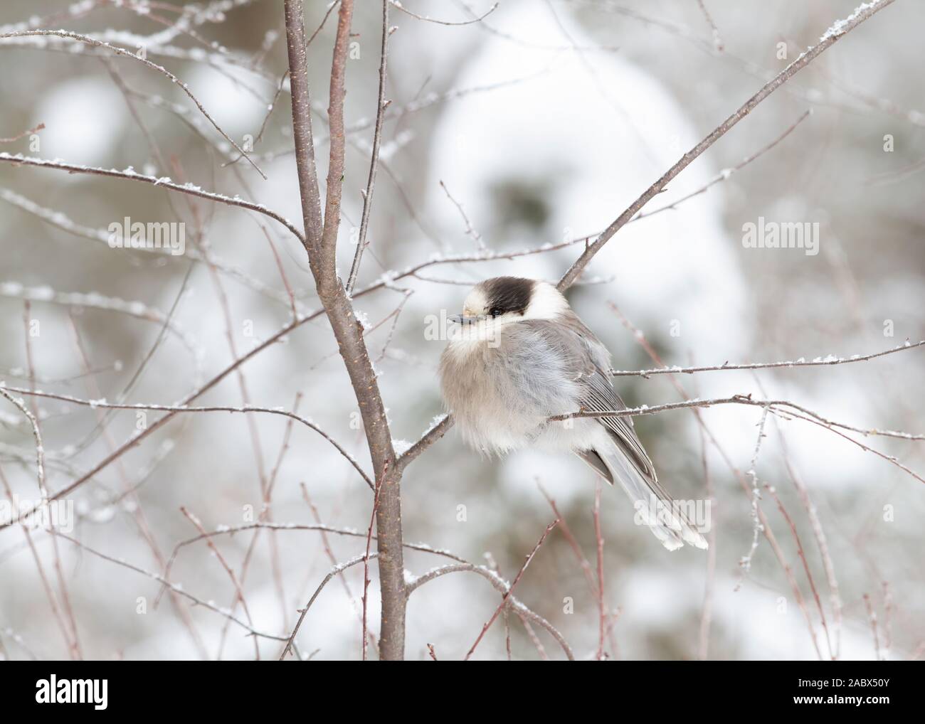 Canada Jay o Gray Jay (Perisoreus canadensis) arroccato sul ramo nel Parco Algonquin in un inverno canadese Foto Stock