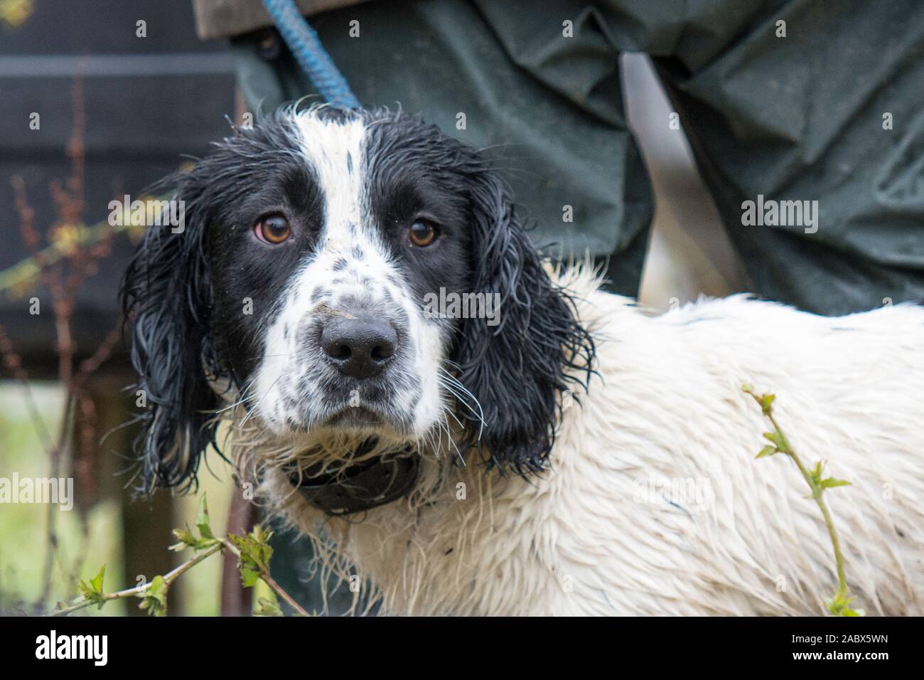 wet cocker spaniel in un giorno di sparare Foto Stock
