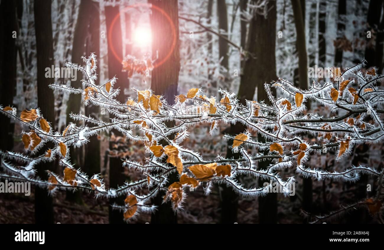 Frosty rami e tronchi di alberi in inverno la luce del sole Foto Stock