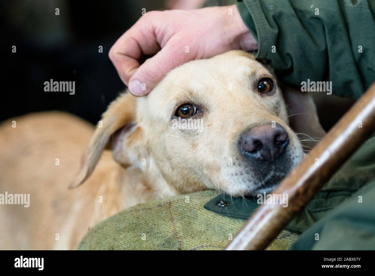 labrador d'oro che ha un colpo sul carro delle fruste Foto Stock