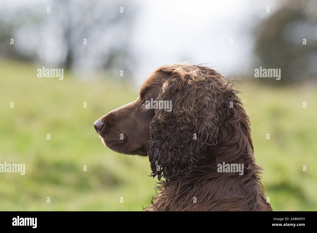 colpo di testa laterale di uno spaniel del cocker del cioccolato Foto Stock