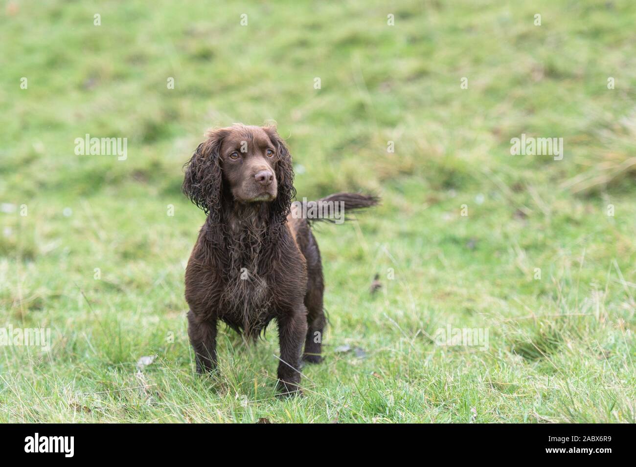 Il cioccolato cocker spaniel Foto Stock