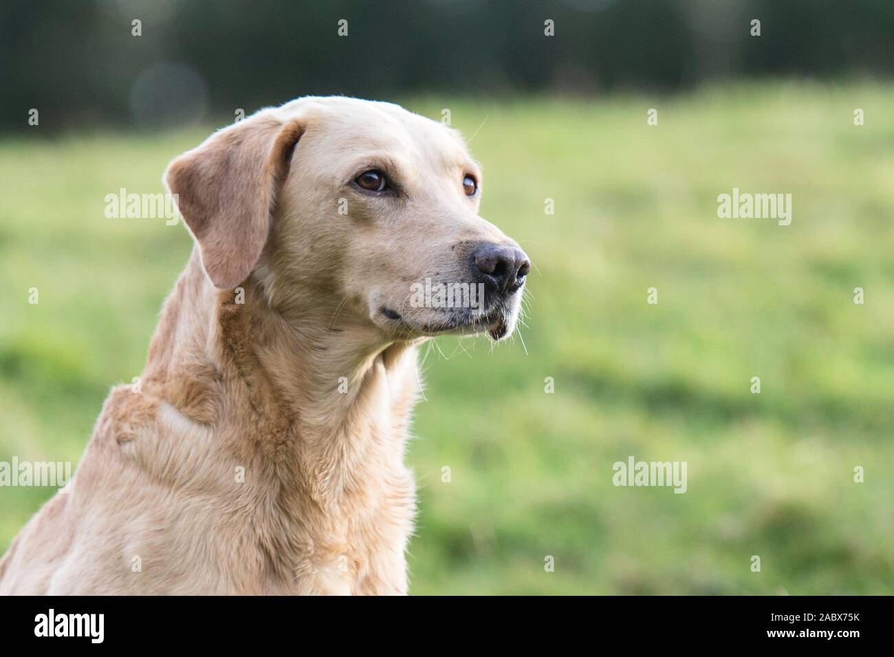 immagine di labrador dorato Foto Stock