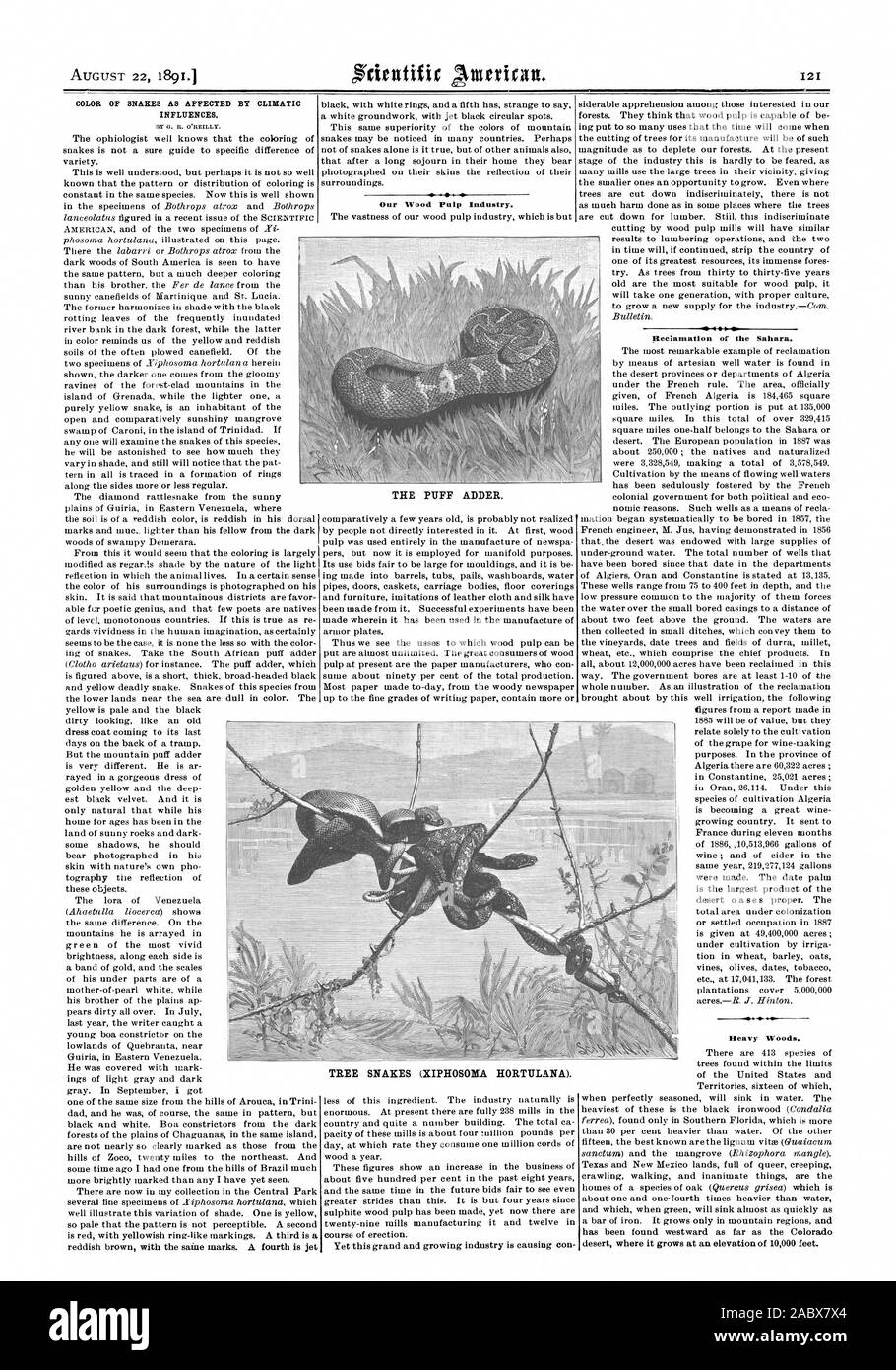 Colore dei serpenti come influenzata dalle influenze climatiche. Da O. R. o'reilly. La nostra pasta di legno Industria. TREE serpenti (XIPHOSONA HORTULANA). VS '4 I. Bonifica del Sahara. Legni pesanti. La spugnetta sommatore., Scientific American, 1891-08-22 Foto Stock