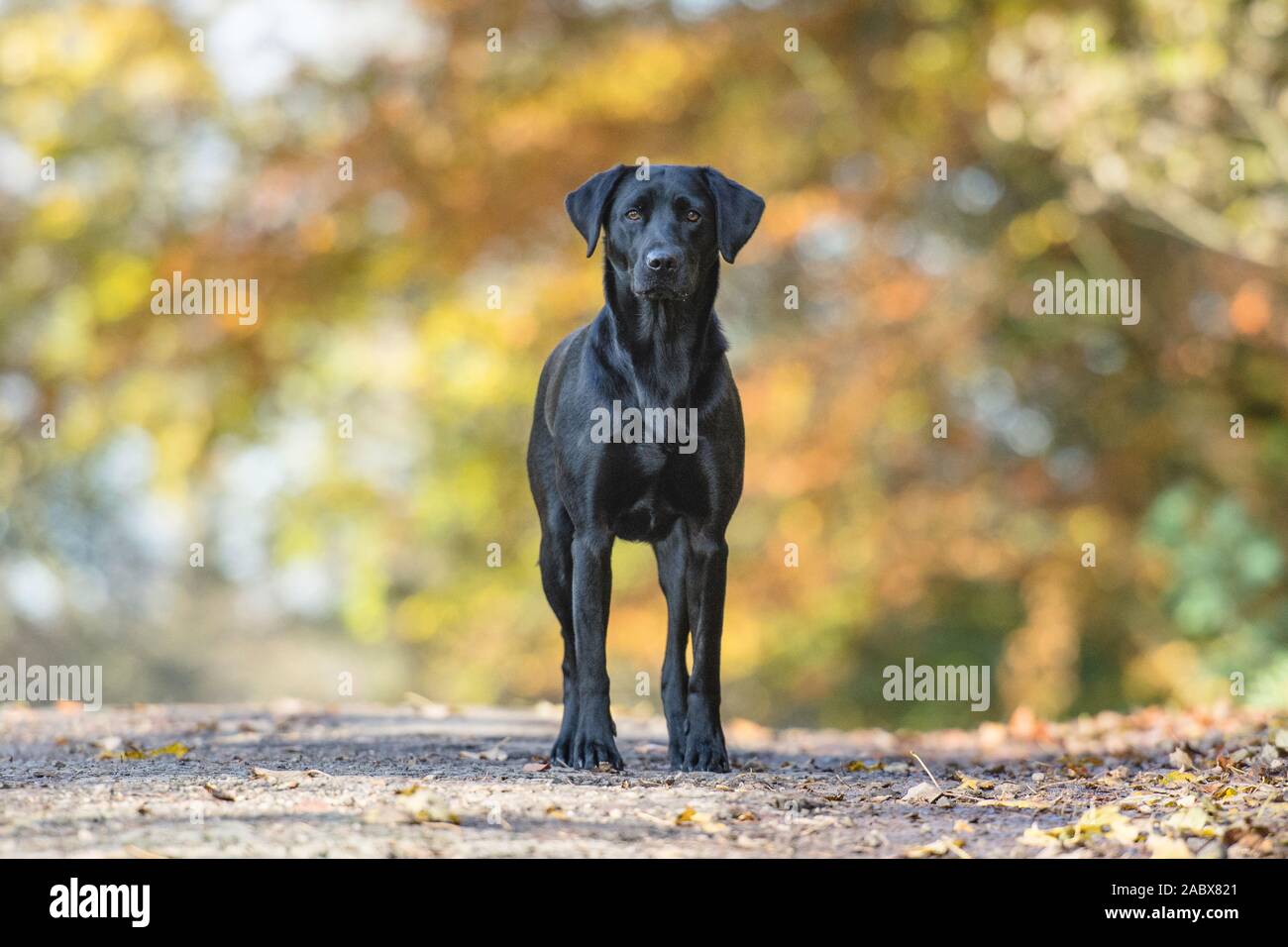 black labrador in piedi guardando dritto fotocamera in autunno Foto Stock