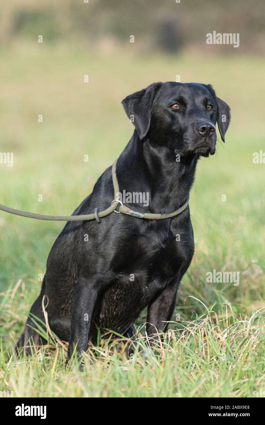 labrador nero seduto Foto Stock