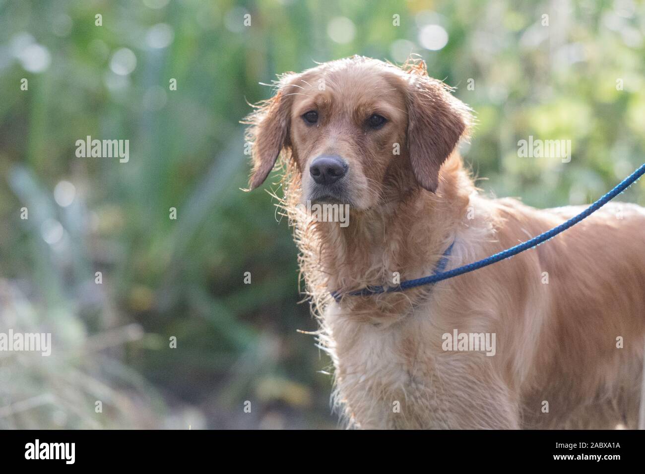 golden retriever in testa Foto Stock