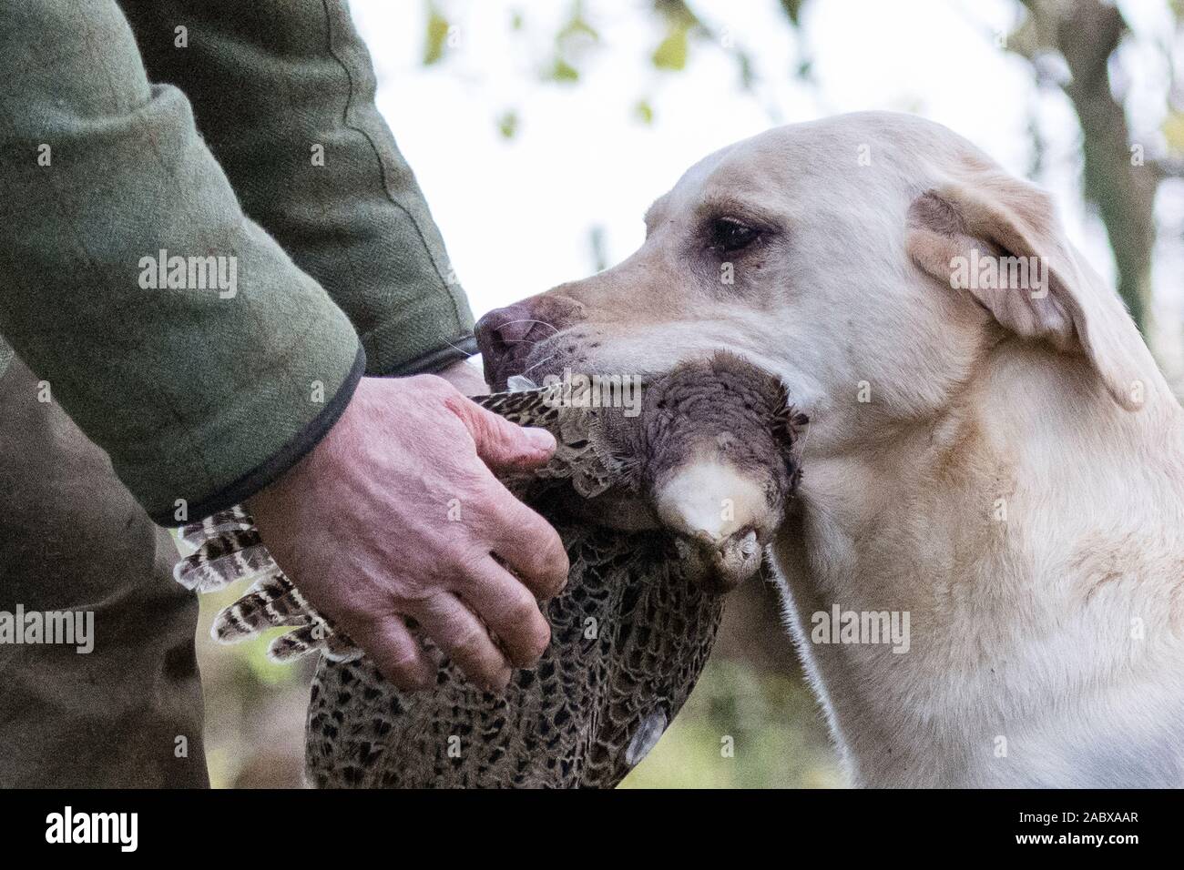 Golden Labrador consegna fagiano a gestore Foto Stock