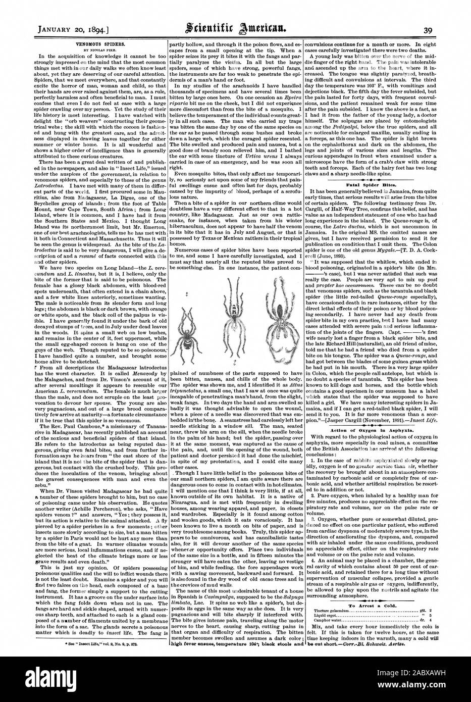Ragni velenosi. febbre alta temperatura deriva 104% feci nere e fatale e morsi di ragno. avvelenamento del sangue originato in un ragno morso (in sig.ra azione di ossigeno in asfissia. Per arrestare un freddo., Scientific American, 1894-01-20 Foto Stock