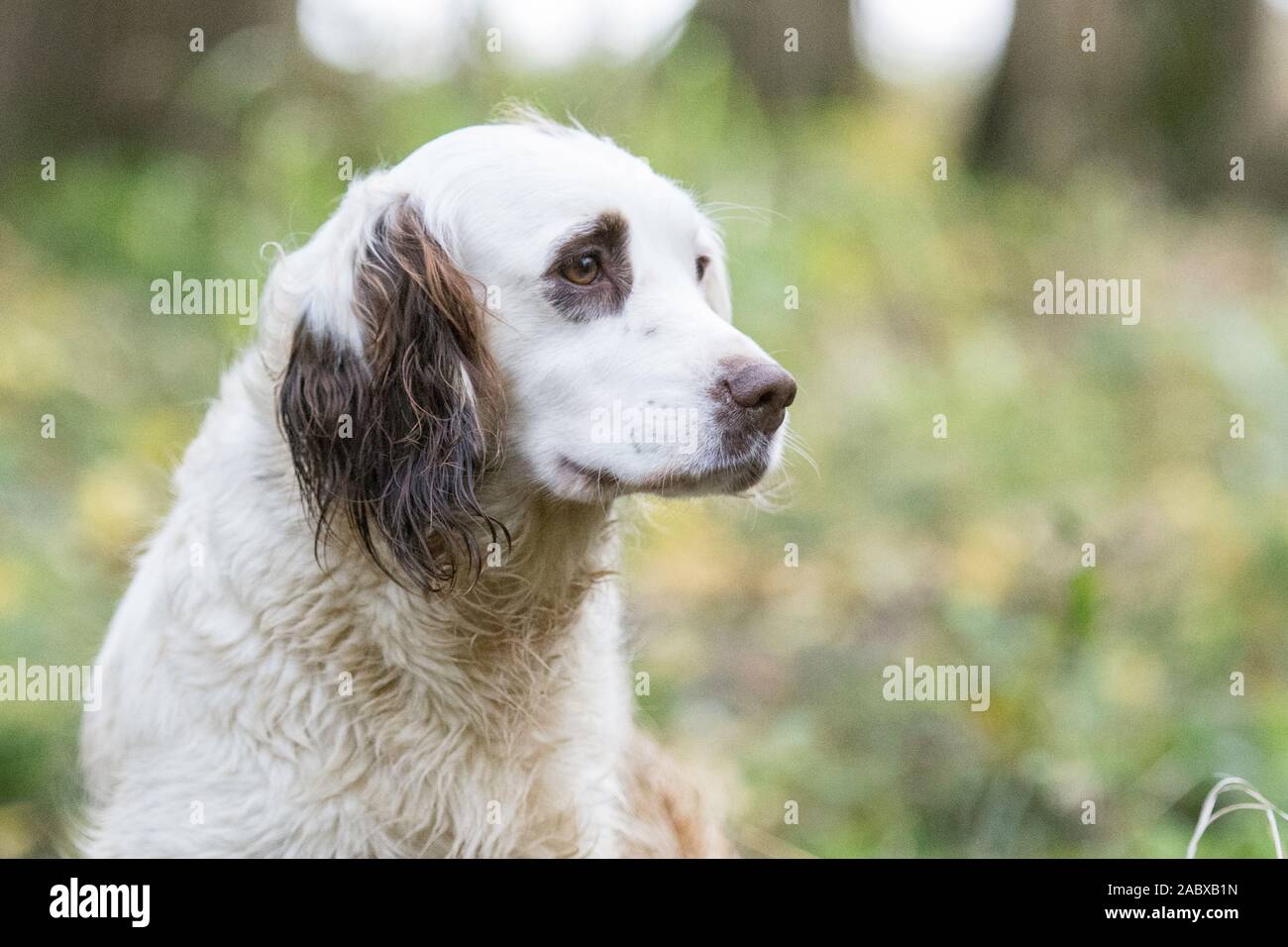 colpo di testa di una spaniel che guarda lontano dalla fotocamera Foto Stock