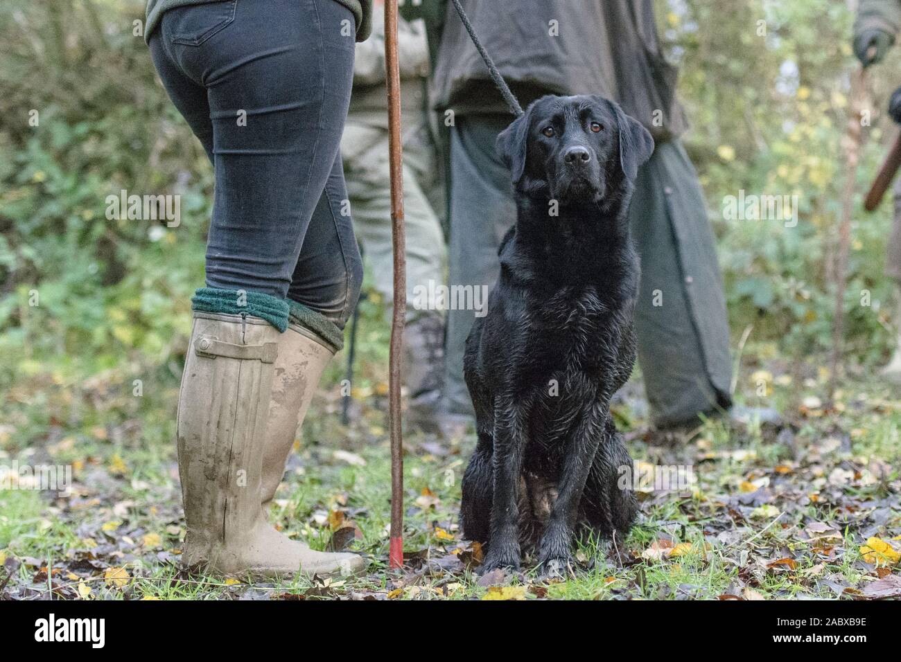 nero labrador battendo Foto Stock
