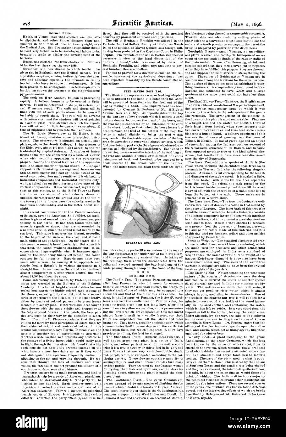 La scienza note. Risparmio di alimentazione naso in borsa. BURBANK del naso del sacchetto. Note botaniche., Scientific American, 1896-05-02 Foto Stock
