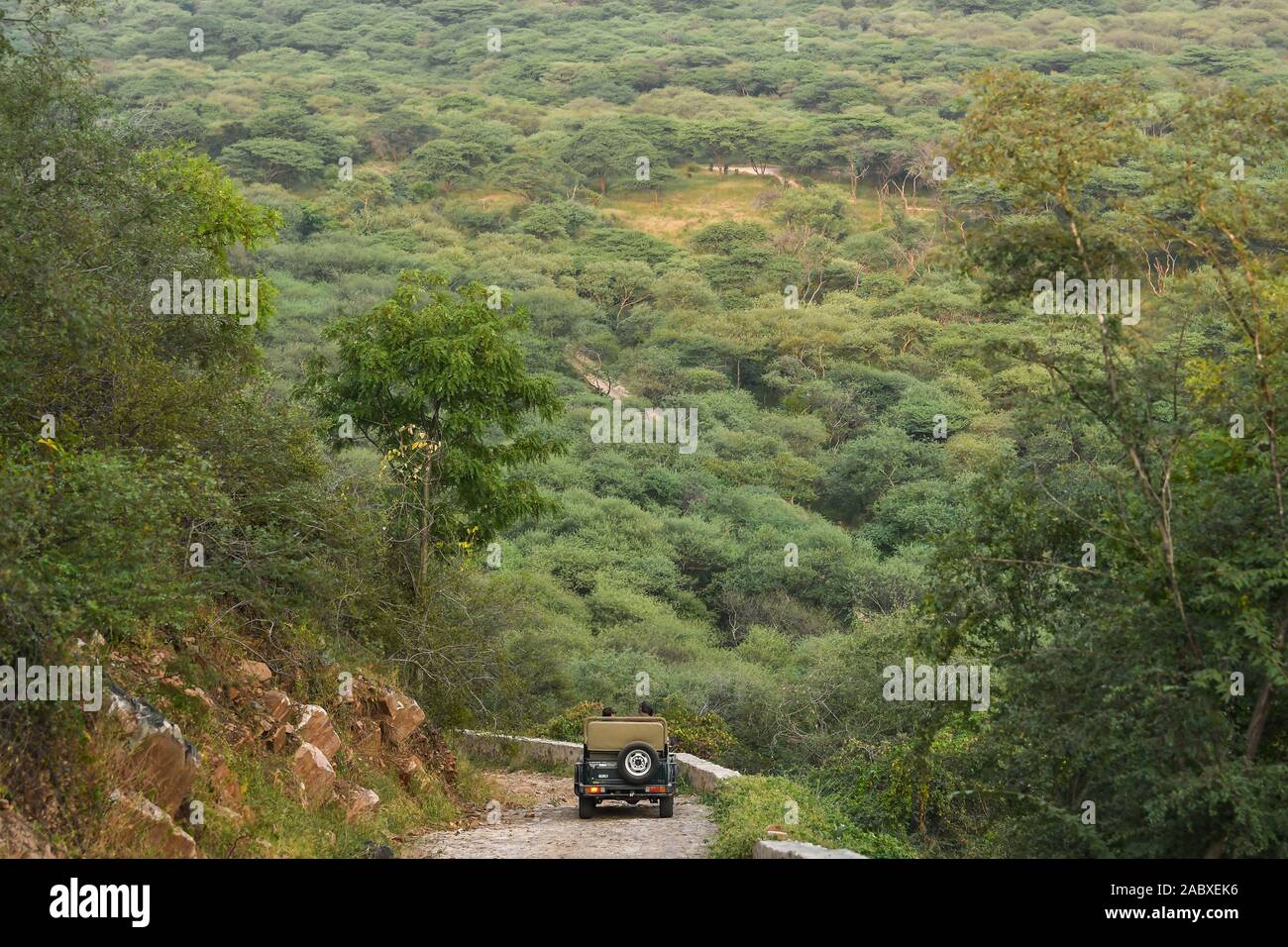 Jhalana riserva forestale, Jaipur, Rajasthan, India - 17 agosto 2019 la bellissima vista del paesaggio della foresta da colline. I turisti sono in Safari Zingaro del veicolo Foto Stock